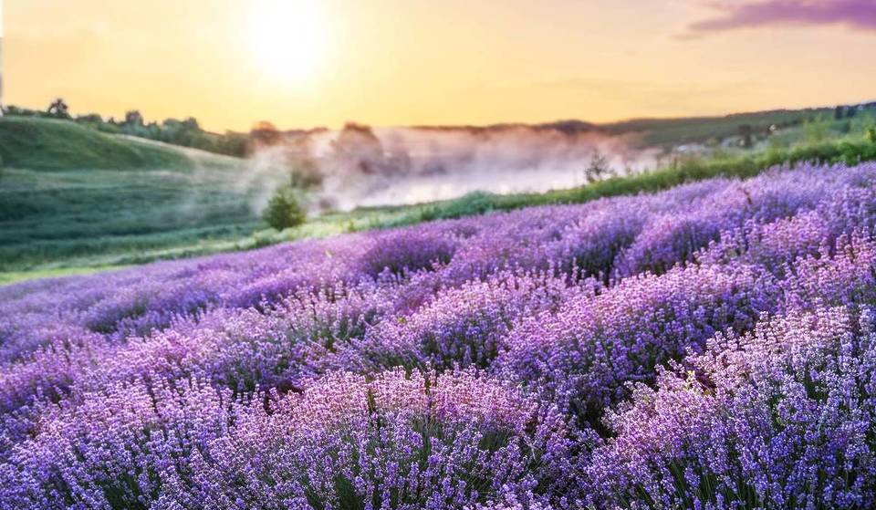 À seulement 1 h 30 de Berlin, tu arrives dans la « petite Provence du Brandebourg » : 10 000 plants de lavande sur 2,2 hectares et un champ d&rsquo;essai de 1 000 m²