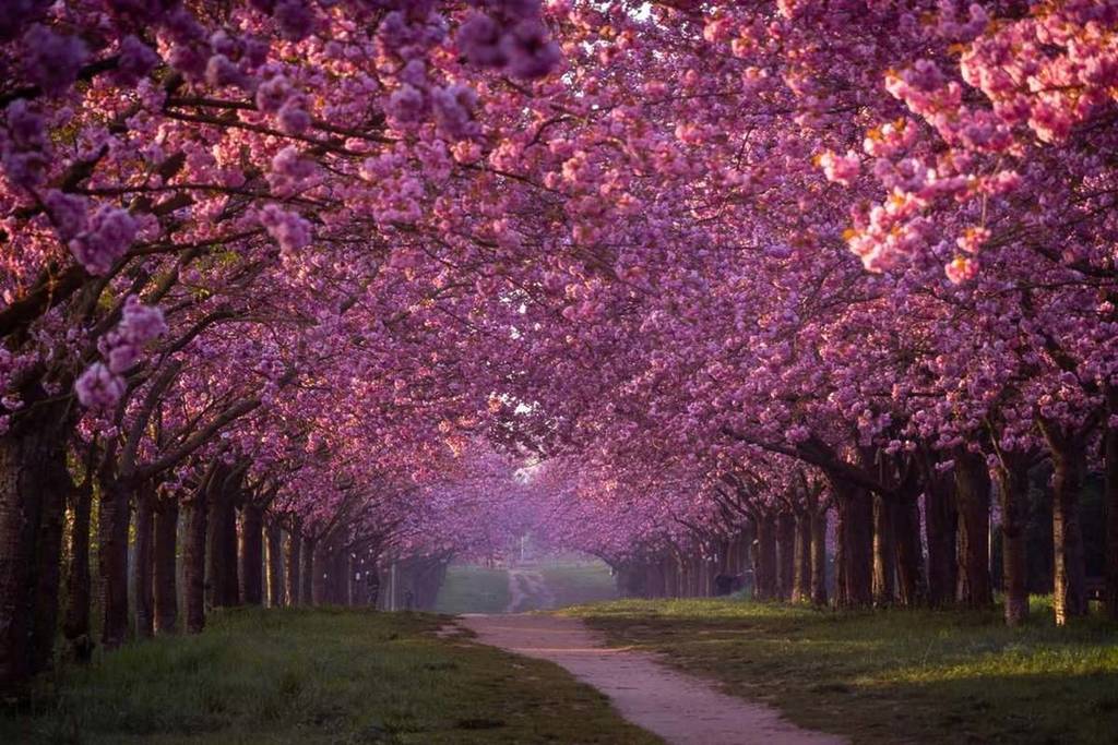 TV-Asahi-Kirschblütenallee