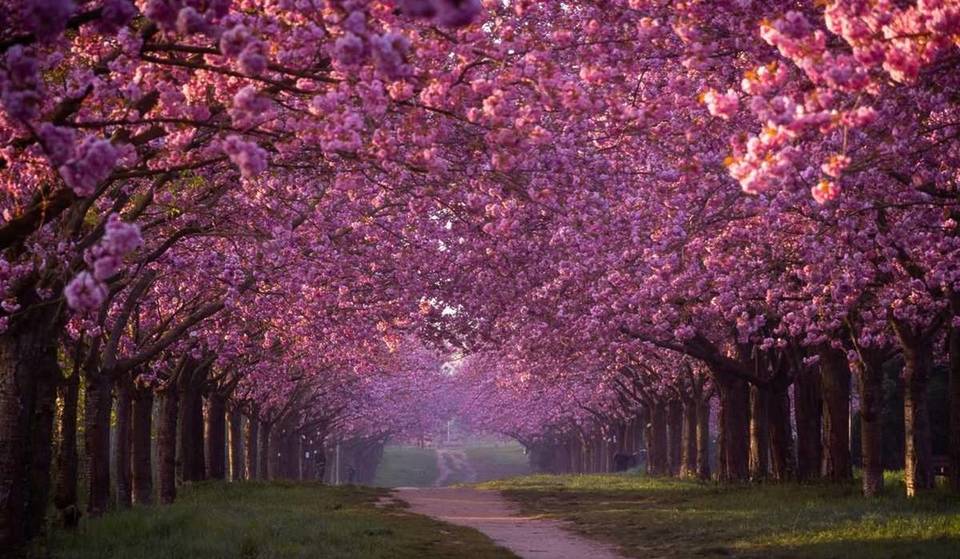 A soli 13 km dal centro si trova il viale dei ciliegi in fiore più lungo del Brandeburgo: oltre 1.000 ciliegi giapponesi su 2 km lungo l’ex fascia di confine del Muro di Berlino