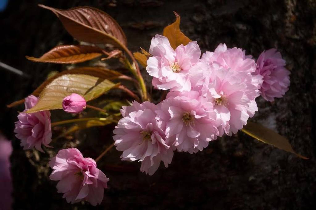 TV-Asahi-Kirschblütenallee