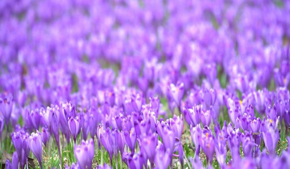 Nur 40 Minuten von Berlin zum ersten Frühlingsblütenmeer Brandenburgs: 100.000 Krokusse kleiden die Wiesen in einen violetten Teppich – unweit eines einstigen Militärstandorts