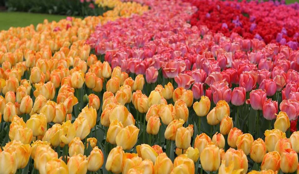Just 20 km from Berlin, Brandenburg’s largest tulip market begins next week: Over 100,000 tulips from Holland, 1 free tulip per visitor, and 10 tulips for about €5