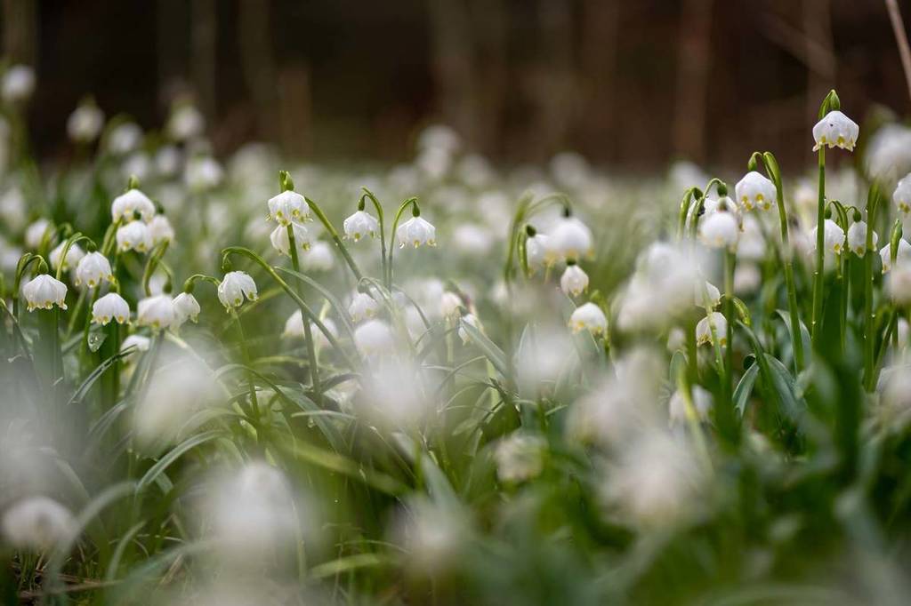 Snowdrops