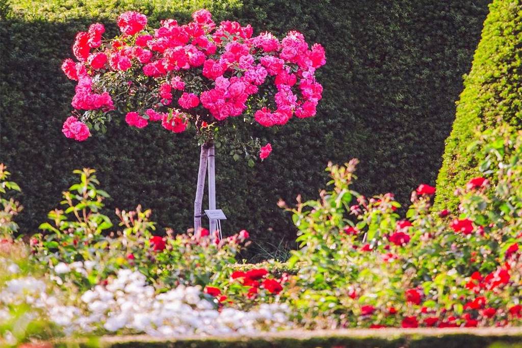 Britzer Garten