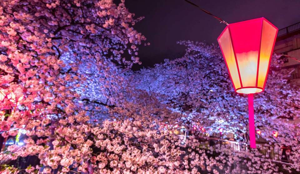 Dans quelques semaines aura lieu la plus grande fête des cerisiers en fleurs de Berlin : environ 10 000 visiteurs sont attendus pour le traditionnel Hanami, avec des spectacles, un défilé de mode, un concours de cosplay et bien plus encore
