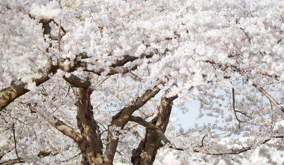 « Au milieu de 200 cerisiers, j’ai cru un instant que j’étais au Japon » : à seulement 40 minutes de Berlin, tu peux rejoindre le site de floraison de cerisiers le plus authentique du Brandebourg – avec des champs à perte de vue et une ferme gastronomique
