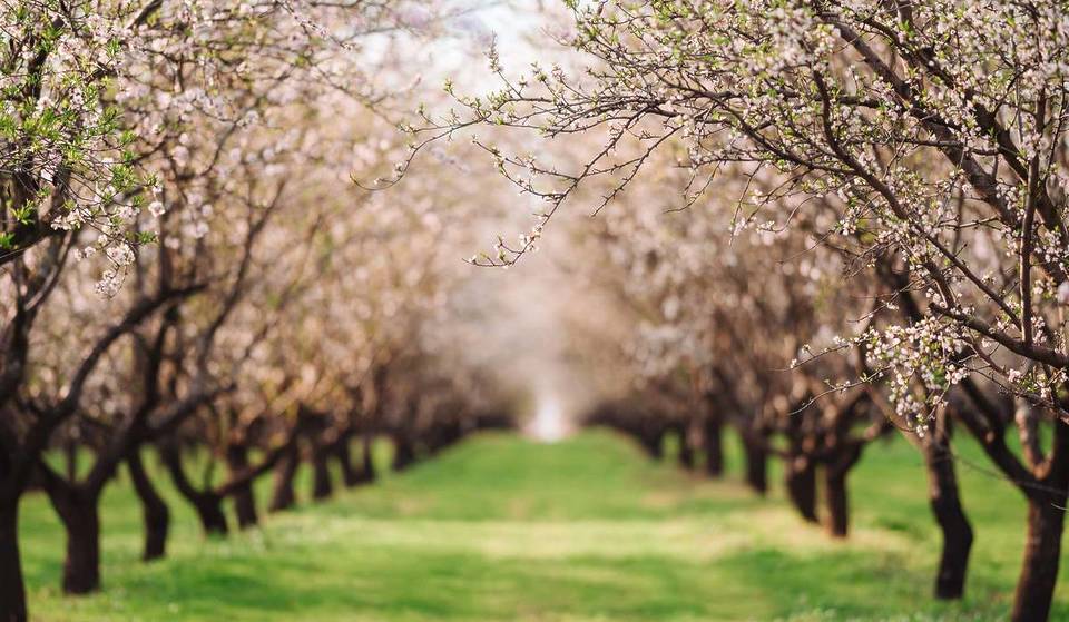 Just 40 minutes from Berlin to Brandenburg’s longest cherry blossom panoramic trail: 22 km through endless orchards full of blossoms and past small farm shops &amp; artisanal workshops