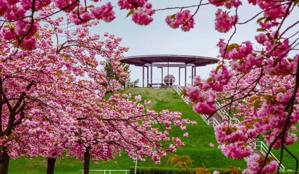 «Un mare di fiori di un rosa intenso, così fitto da sembrare quasi una nuvola»: a soli 20 minuti dal centro di Berlino si trova il luogo più tranquillo del Brandeburgo per ammirare i fiori di ciliegio
