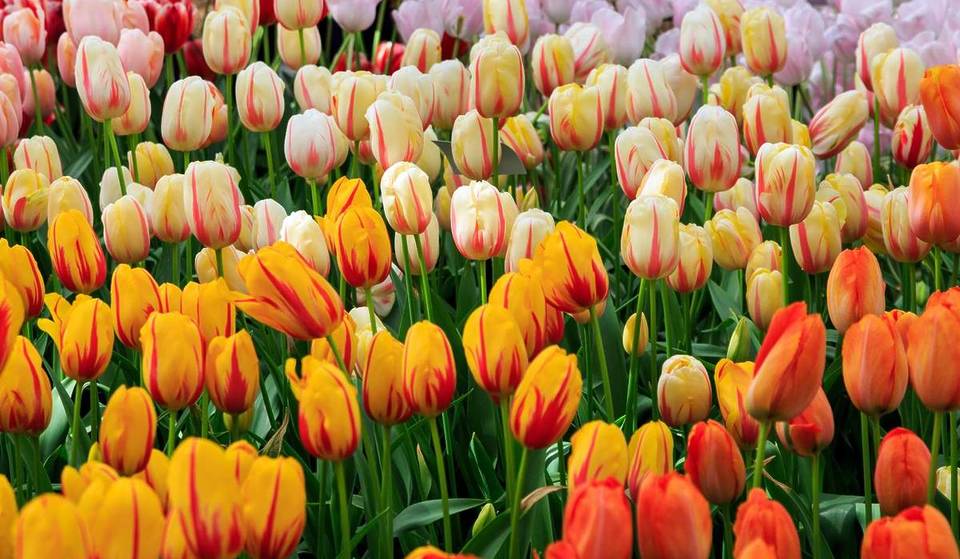 Op slechts 20 minuten van het centrum van Berlijn naar de meest gevarieerde bloemenshow van Brandenburg: zo’n 100 exposanten presenteren 300 verschillende tulpensoorten