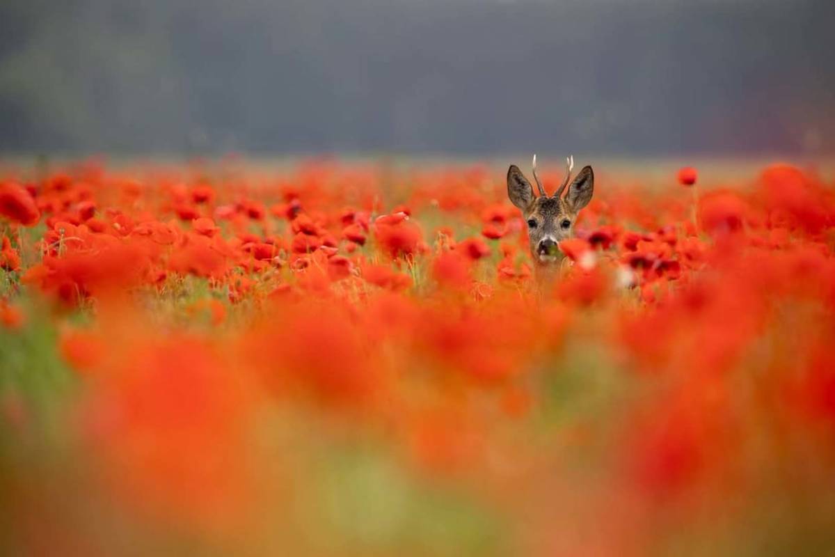 Naturpark Dahme-Heideseen