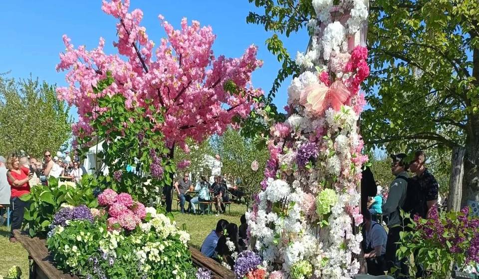 Nur 45 Minuten von Berlin zum größten Blütenfest Brandenburgs: 30 offene Obsthöfe &amp; Gärten, eine Festmeile mit über 100 Ständen – alles umgeben von Kirschblüten!