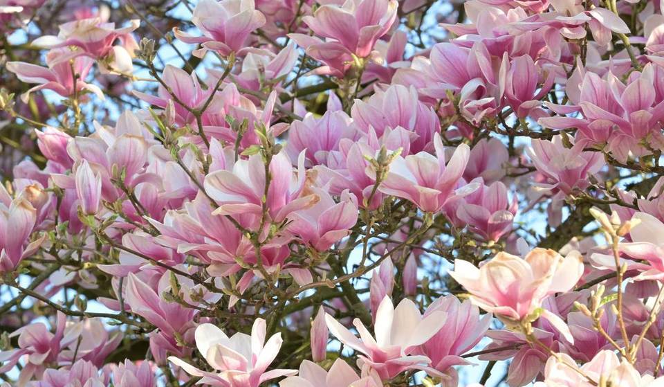 À seulement 20 km du centre-ville de Berlin, viens admirer la floraison des magnolias dans l’un des plus grands jardins botaniques du monde : plus de 22 000 espèces végétales ainsi que l’une des plus anciennes plantes à fleurs qui soient