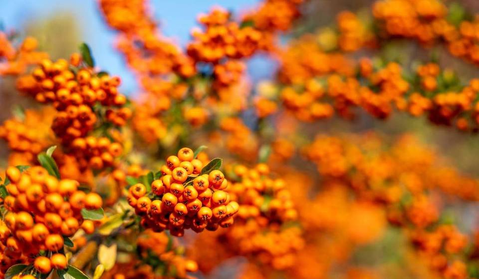 Op 45 minuten van Berlijn ligt de mooiste duindoorn-tuin van Brandenburg: op een deel van een 150 hectare groot teeltgebied wachten 50–70 duindoornproducten op je, van sappen tot cosmetica