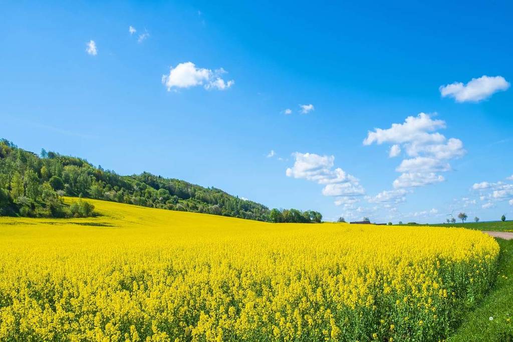 Rapsblütenmeer in der Uckermark