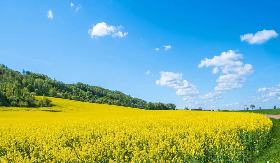 „Een enorme, gele bloemenzee die de lente eindeloos laat lijken”: op slechts 1 uur van Berlijn strekken zich meer dan 150 miljoen koolzaadbloemen uit over kilometerslange velden