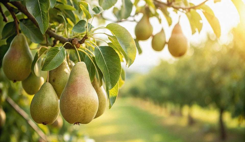 Nur 50 Minuten von Berlin zum berühmtesten Birnendorf Brandenburgs: In einer der größten Obstlandschaften im Havelland verbirgt sich ein symbolischer Birnengarten mit 16 blühenden Bäumen, geprägt von Theodor Fontane