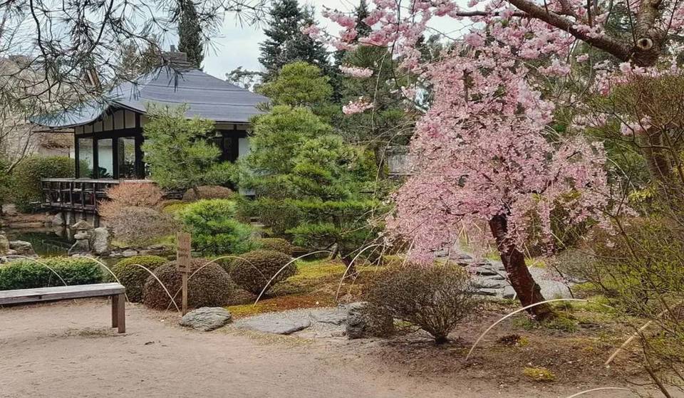 «Era da tantissimo tempo che non mi sentivo così zen»: a soli 45 minuti da Berlino si trova il giardino più tranquillo del Brandeburgo, con bonsai di oltre 180 anni, ciliegi ornamentali giapponesi, carpe koi e molto altro ancora