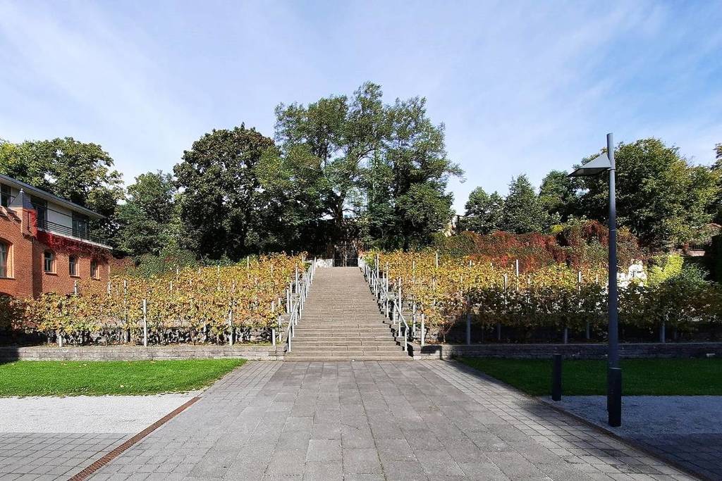 Weinreben im Victoria Park in Berlin Kreuzberg