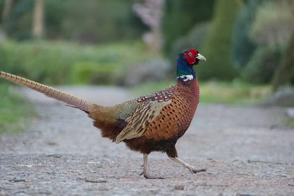 En la Alte Fasanerie se puede encontrar un faisán