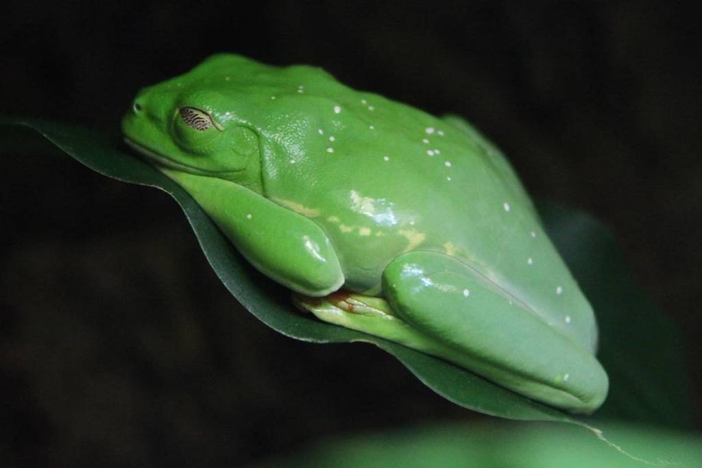 Una rana verde.