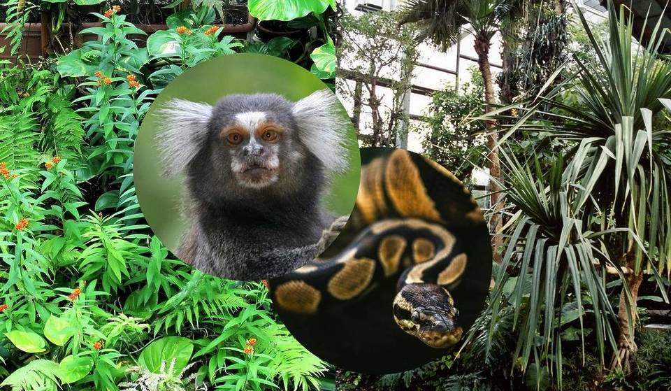 “Es ist wie im Amazonas!” Nur 1 Stunde vor Berlin wartet der Dschungel auf euch: In dieser riesigen Tropenhalle erlebt ihr künstliche Gewitter, 20.000 exotische Pflanzen, Hunderte fliegende Falter und ein verstecktes U-Boot.