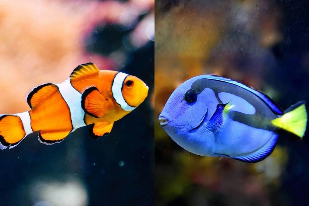 Un pesce pagliaccio e un pesce chirurgo nell'acquario.