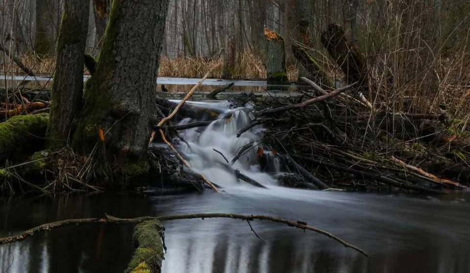 Nur 25 km von Berlin zum ursprünglichsten Waldtal Brandenburgs: Ein 181 Hektar großes, geschütztes Fauna-Flora-Habitat mit 17 km langem Flusslauf, Feuchtbiotopen &amp; seltenen Orchideen