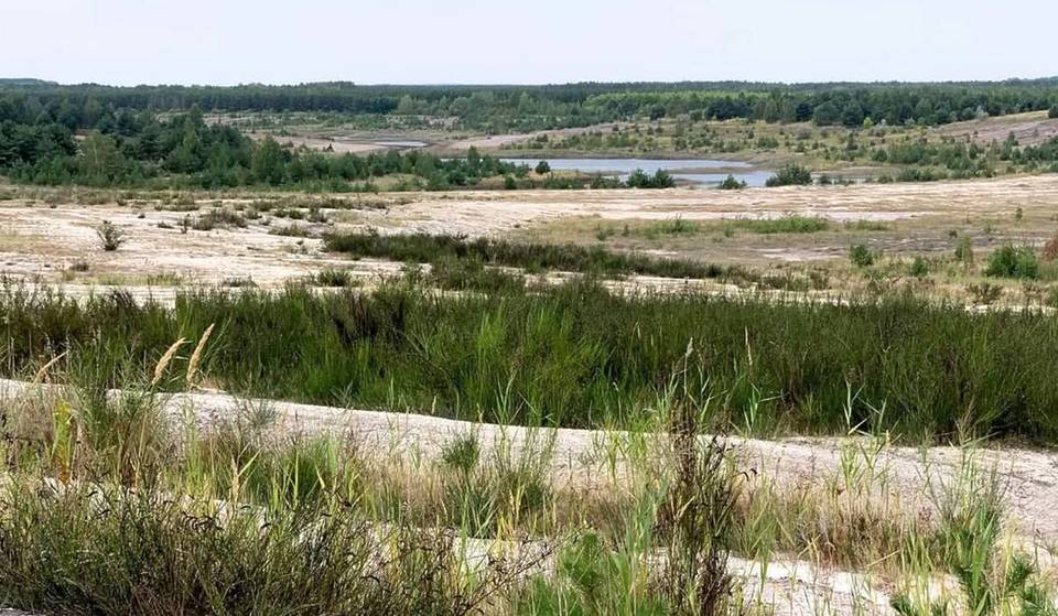 „Wo einst Bagger die Landschaft prägten, liegt heute Brandenburgs Naturparadies“: 1,5 Stunden von Berlin liegt ein 2.200 Hektar großes Wildnisgebiet mit Wüste, 3.000 Tierarten und bald auch violetten Blüten