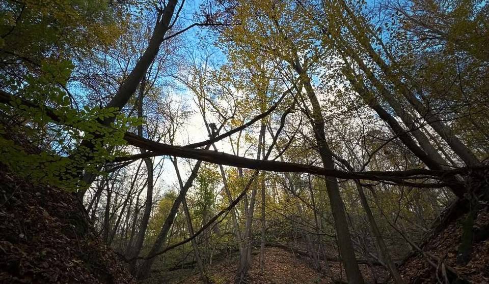 A solo 1 ora da Berlino si trova la valle incisa più selvaggia del Brandeburgo, con ben 40 metri di dislivello: alberi caduti, piccoli corsi d’acqua e parte di un parco naturale di quasi 200 km²