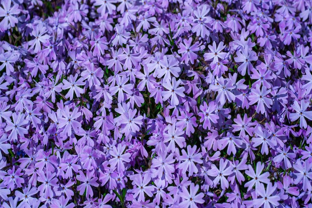 Bluebells