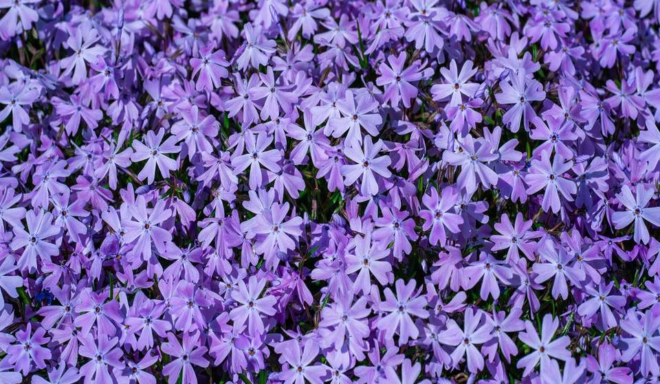 A soli 30 minuti dal centro di Berlino si trovano i prati di scillari più fitti del Brandeburgo: su circa 623 km², intere aree boschive si trasformano in un mare di fiori blu
