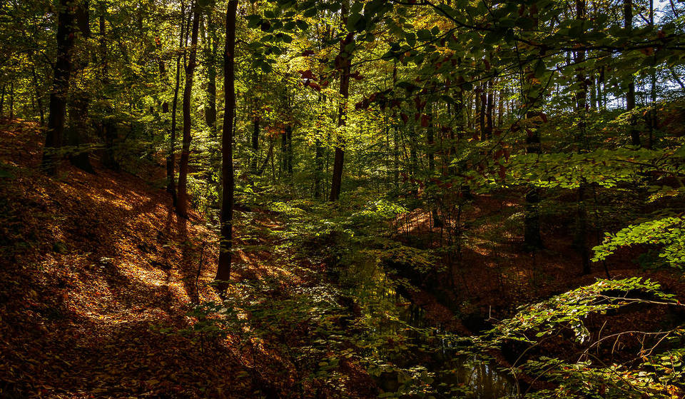 A solo 30 minutos de Berlín encontrarás un parque nacional de unas 1000 hectáreas con paisajes casi como en Escandinavia