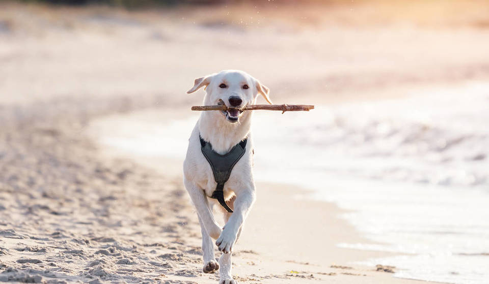 Nur eine Autostunde vom Berliner Alexanderplatz entfernt liegt der schönste Hundestrand – ein wahres Paradies für deinen vierbeinigen Freund