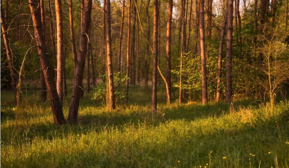 Slechts 3,5 kilometer ten zuiden van Berlijn: deze verborgen heide voor de poorten van de hoofdstad verandert in het ultieme paradijs voor aspergeliefhebbers