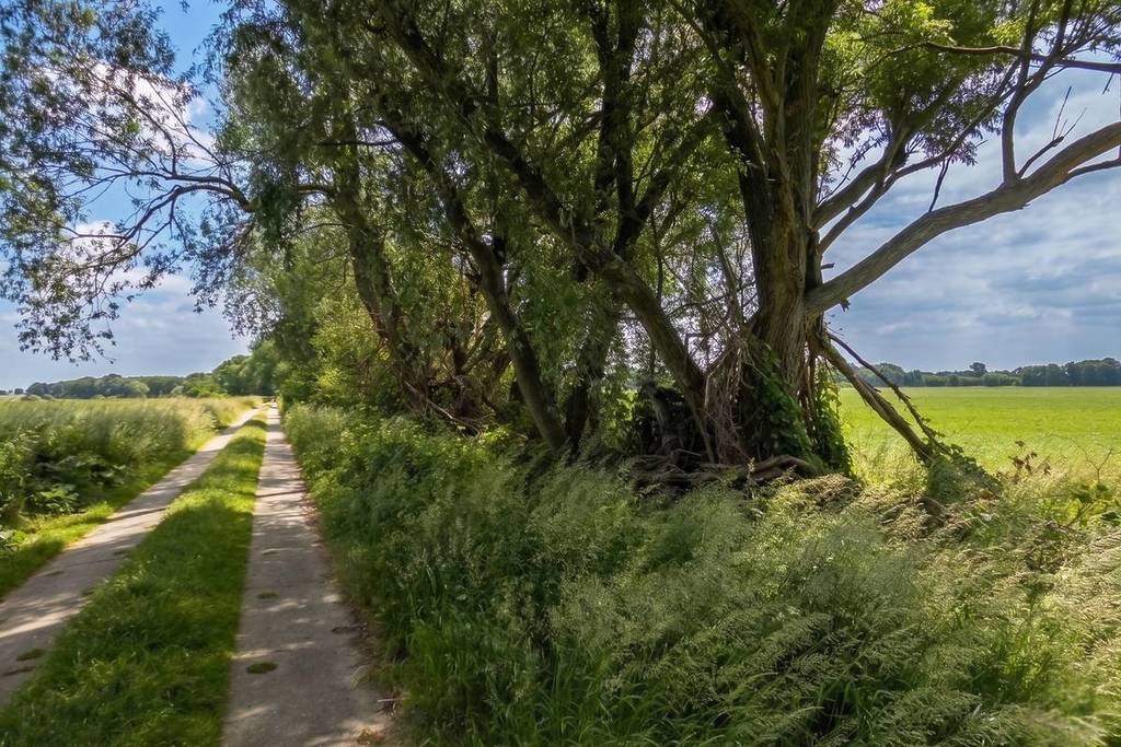 Un camino a lo largo de la Diedersdorfer Heide.