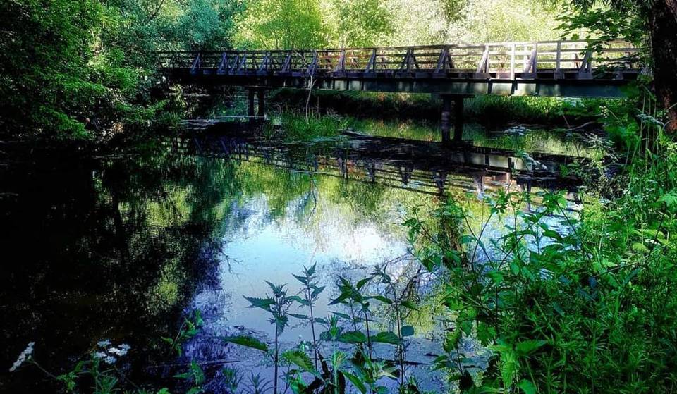 A solo 30 minutos de Berlín te espera una pasarela de 145 metros de largo que atraviesa una reserva natural encantada con paisajes de pantanos