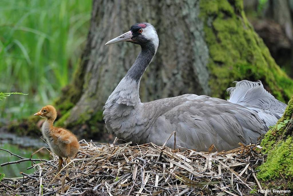 Kranich mit Küken im Nationalpark unteres Odertal