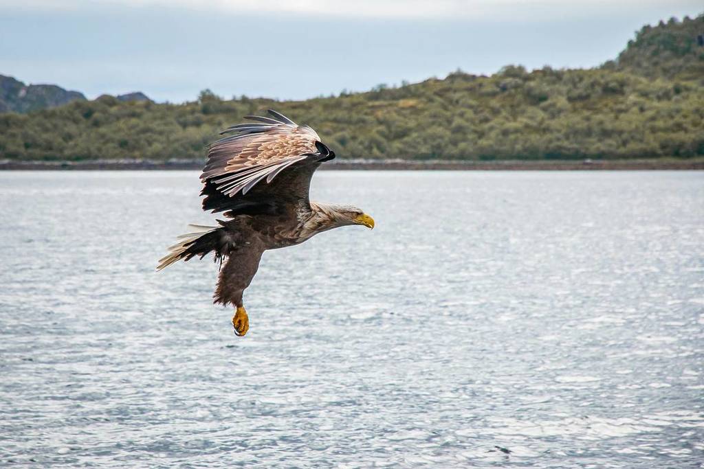 Seeadler im Nationalpark