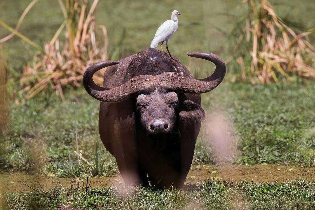 Waterbuffels