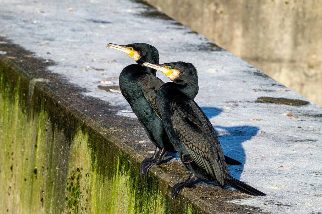 Cormoranes en la antigua estación de desmagnetización de Lauterbach