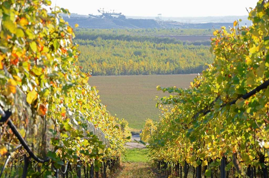 Weinberge bei Drebkau
