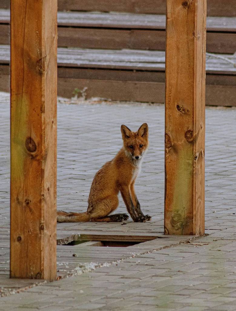 Vossen in Berlijn – een wild dier dat je vaak tegenkomt.