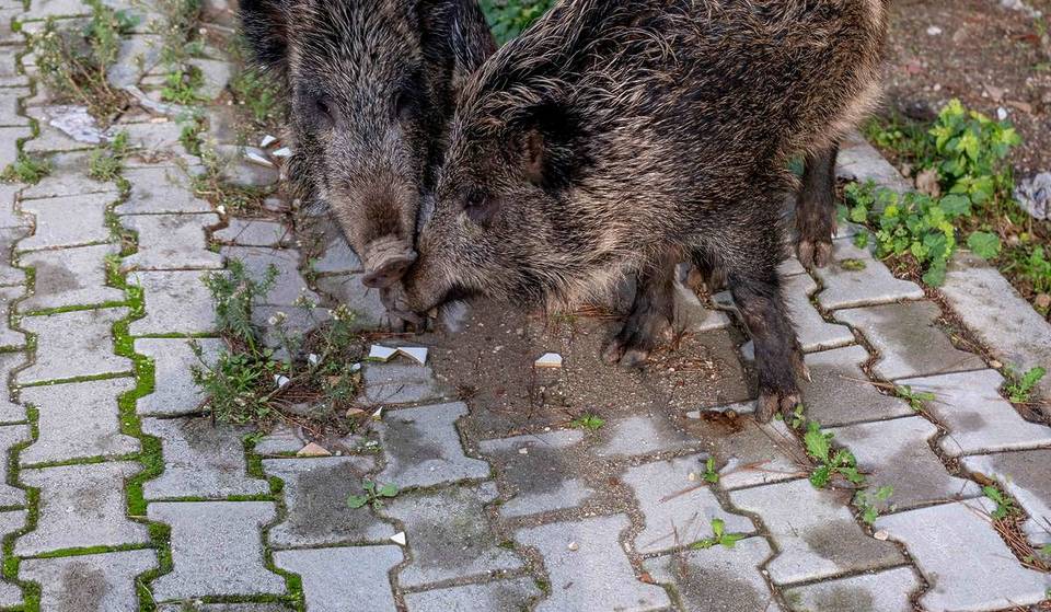 Wildlife in der Großstadt – zwischen Ringbahn und Spree. Ein Guide zu den Wildtier-Hotspots in Berlin