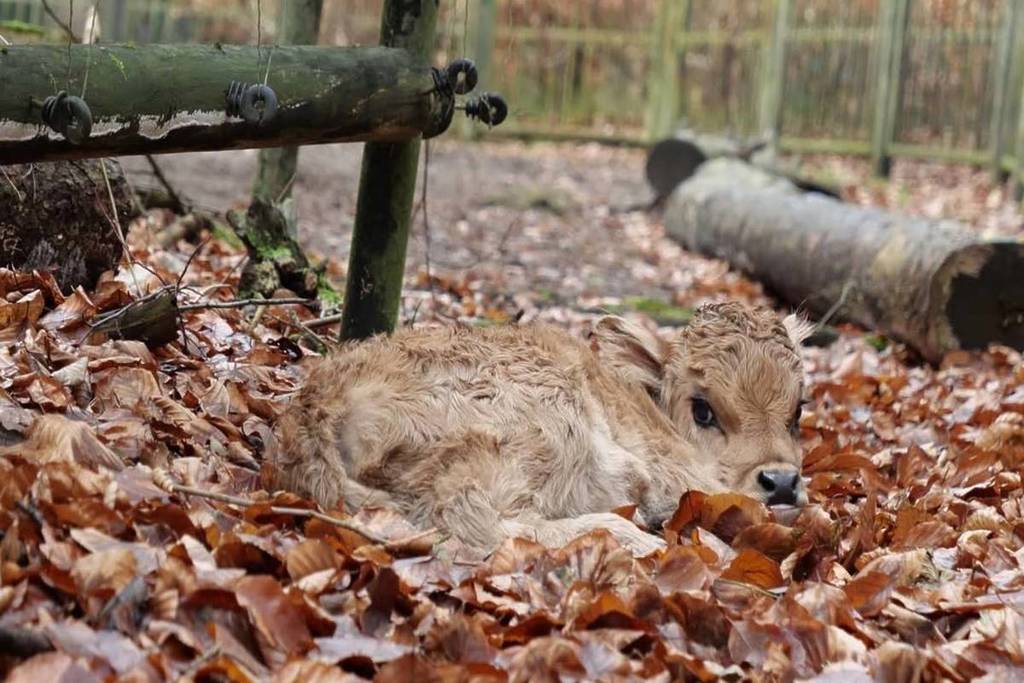 Tierpark Kunsterpsring