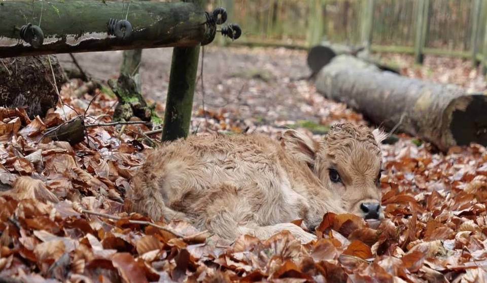 1,5 Stunden von Berlin erreicht ihr einen Tierpark mit rund 500 Tieren und 90 verschiedenen Arten — darunter Wölfe, Luchse und Wisente — in einem 101 Hektar großen Naturschutzgebiet