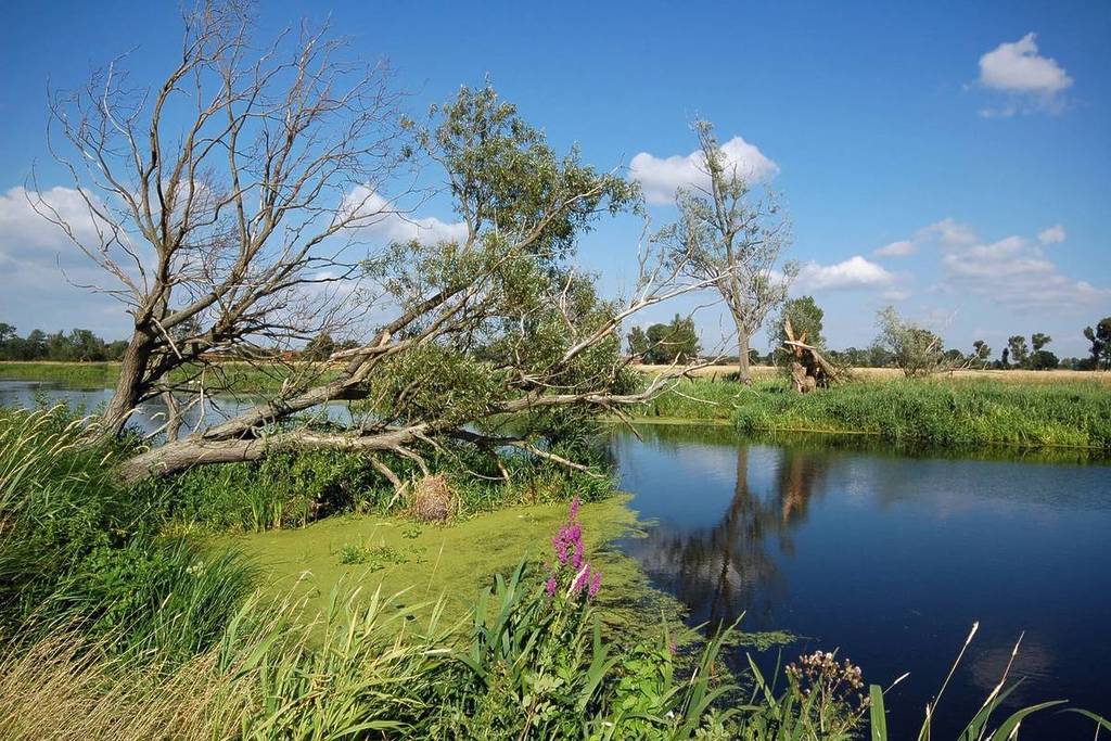 Nature in Brandenburg (Havel)