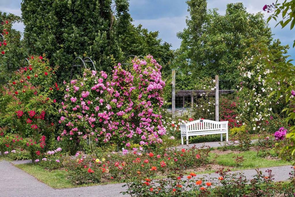Europa-Rosarium Sangerhausen