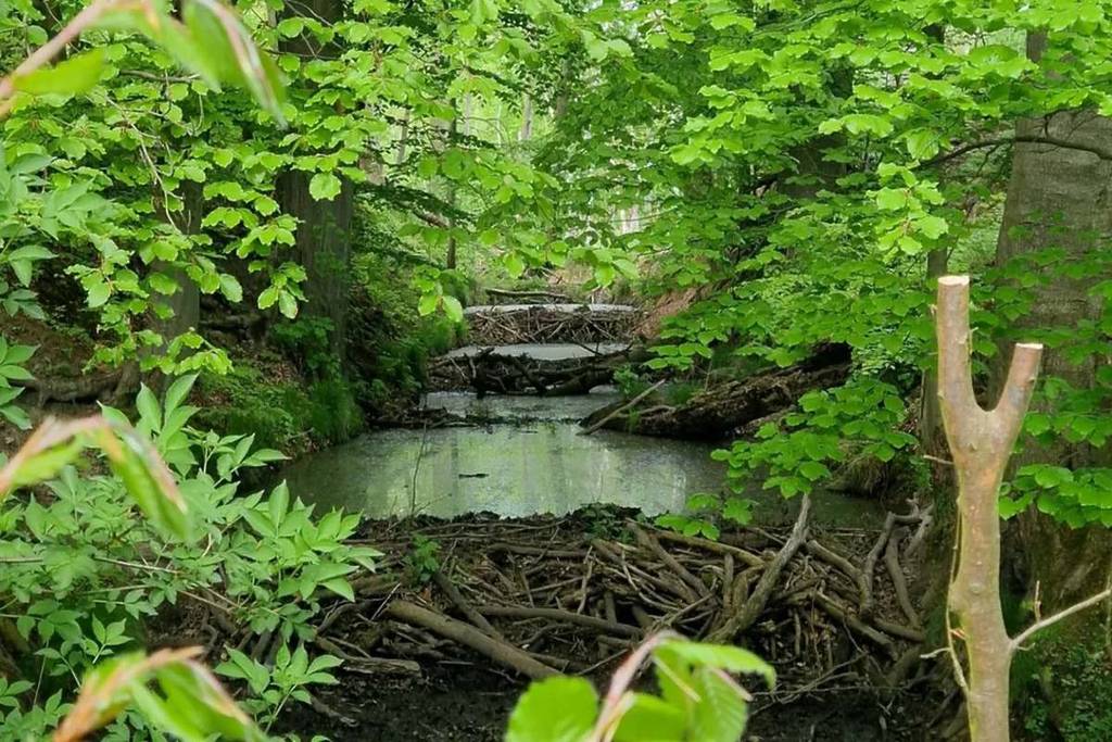 A circa un’ora da Berlino si trova la più antica riserva naturale del Brandeburgo, formatasi fino a 15.000 anni fa e situata all’interno di una riserva della biosfera UNESCO di 129.161 ettari