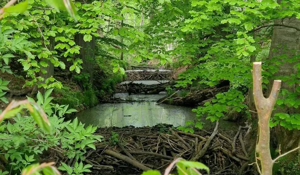 About an hour from Berlin lies Brandenburg’s oldest nature reserve, which formed up to 15,000 years ago and is located within a 129,161-hectare UNESCO biosphere reserve