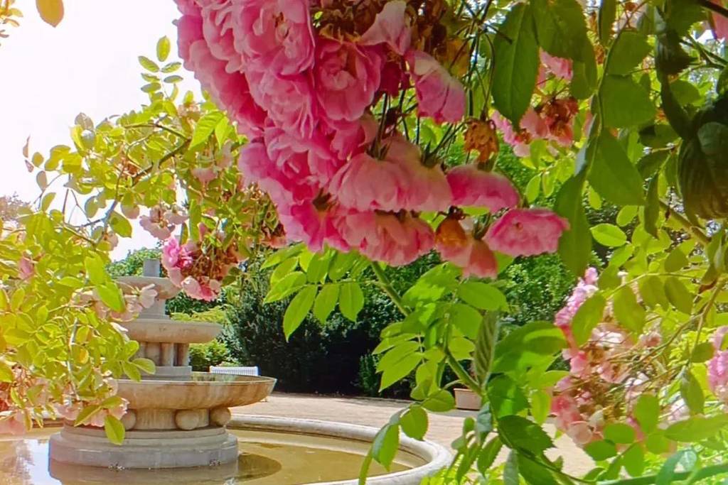 Giardino delle rose della Germania orientale a Forst